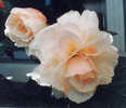 begonia_2[1]