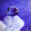nightfall_by_lpdragonfly