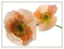 46d7ea1faf0a65[1].52411650frogview-gallery