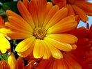 46d7ea1fddb584[1].57128135frogview-gallery