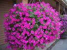 440x330_019205-wave-petunia[1]