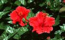 Floarea Vietii Flori Wallpapers Poze cu Flori Imagini Florale[1]