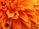 Flori Desktop Wallpapers Poze cu Flori Dahlia[2]
