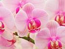 Flori Desktop Wallpapers Poze cu Flori Hybrid Orchids[1]