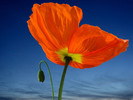 flowers_28[1]