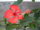 floare hibi surinam