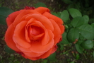 P1060221