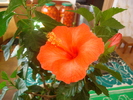 hibiscus orange 002