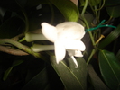 iasomie de Madagascar