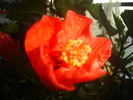 hibiscus orange 004