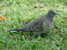 dove,%20peaceful%20Cairns%202