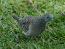 dove,%20peaceful%20Cairns%203