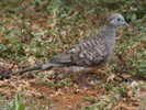 dove,%20zebra%2005-24%20a