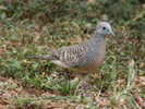 dove,%20zebra%2005-24%20b