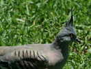 pigeon,%20crested%20Featherdale%20AU%202