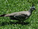 pigeon,%20crested%20Featherdale%20AU%203