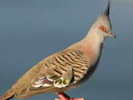 Pigeon,%20Crested%20John%20Carnemolla