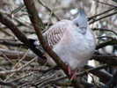 pigeon,%20crested%20Susan%20Flashman