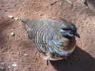 pigeon,%20spinifex%201