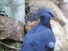Pigeon,%20Victoria%20Crowned%20Arpingstone