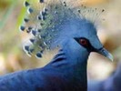 Pigeon,%20Victoria%20Crowned%20Kitch%20Bain