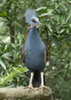 Pigeon,%20Victoria%20Crowned%20Thor%20Jorgen%20Udvang