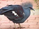 Pigeon,%20Western%20Crowned%20Arthur%20Chapman