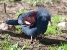 Pigeon,%20Western%20Crowned%20Randy%20Fish
