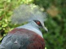 Pigeon,%20Western%20Crowned-%20National%20Zoo%202