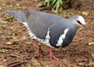 Pigeon,%20Wonga%20Glen%20Fergus