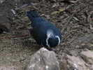 pigeon,%20wonga%20Susan%20Flashman%201