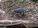 pigeon,%20wonga%20Susan%20Flashman%202