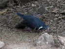 pigeon,%20wonga%20Susan%20Flashman%203