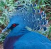 victoria-crowned-pigeon