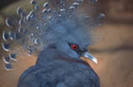 victoriacrownedpigeonjohnfoxxgetty