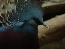 Blue_Beauty___Crowned_Pigeon_by_roamingtigress
