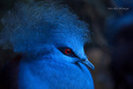 Blue_Crowned_Pigeon_by_Mac_Wiz
