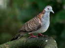 dove,%20bar%20shoulder%20Birdworld%20Kuranda%20AU%201a