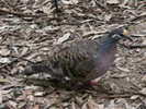 dove,%20common%20bronze-winged%20Susan%20Flashman%202