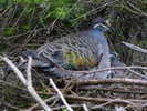 dove,%20common%20bronze-winged%20Susan%20Flashman%203