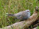 dove,%20diamond%20Susan%20Flashman