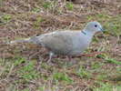 dove,%20eurasian%20collared-%2001-12%20a