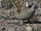 dove,%20eurasian%20collared-%2004-15a%20AZ
