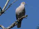 dove,%20eurasion-collared%2006-08