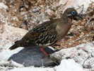 dove,%20galapagos%2010-28%20c