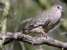Dove,%20Inca%20Steve%20Byland