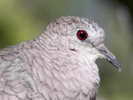 Dove,%20Inca%20Steve%20Byland%201h