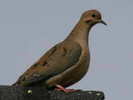 dove,%20mourning%2002-15