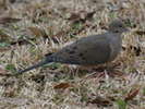 dove,%20mourning%2002-21%20a