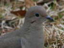 dove,%20mourning%2002-21%20b